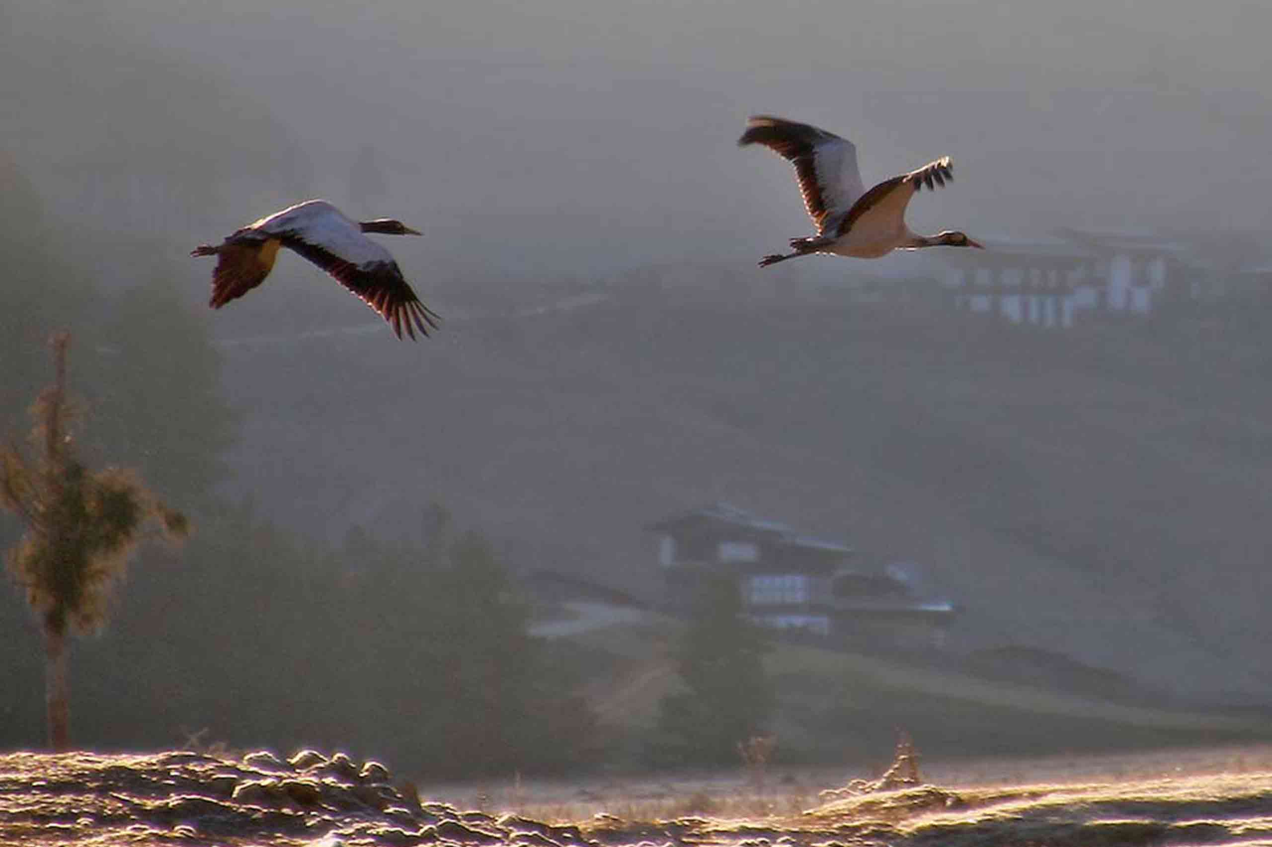 Bbirdwatching1