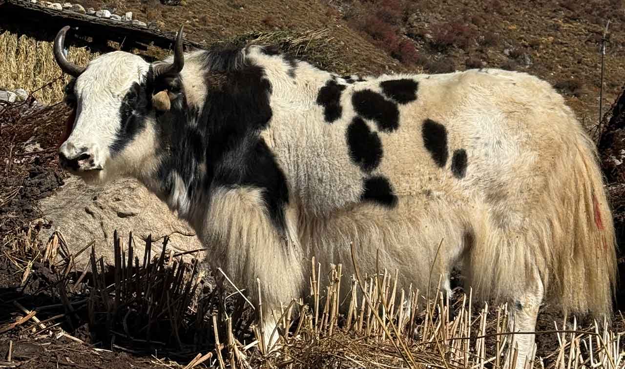 YAK