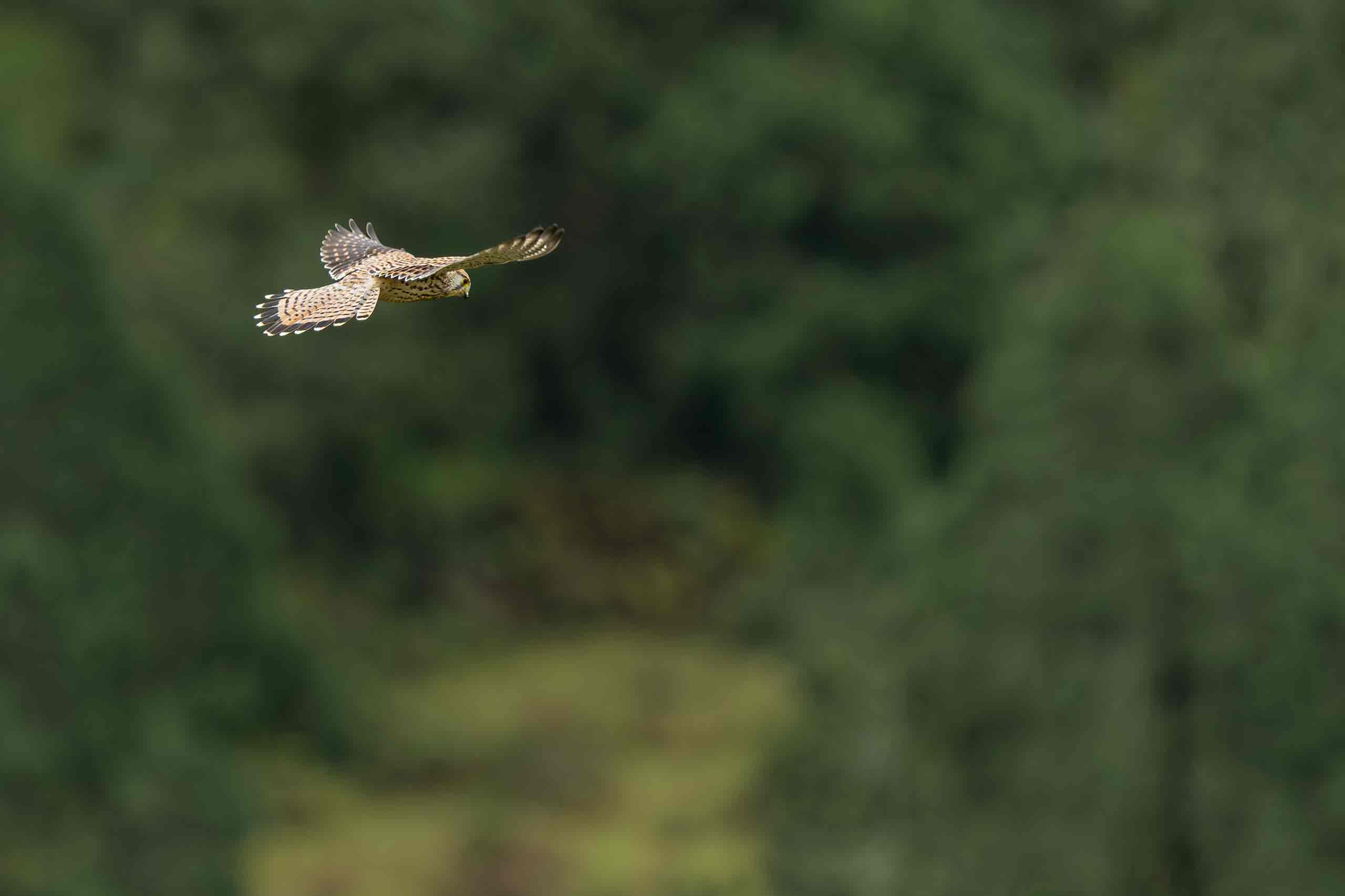 bird wqatching2