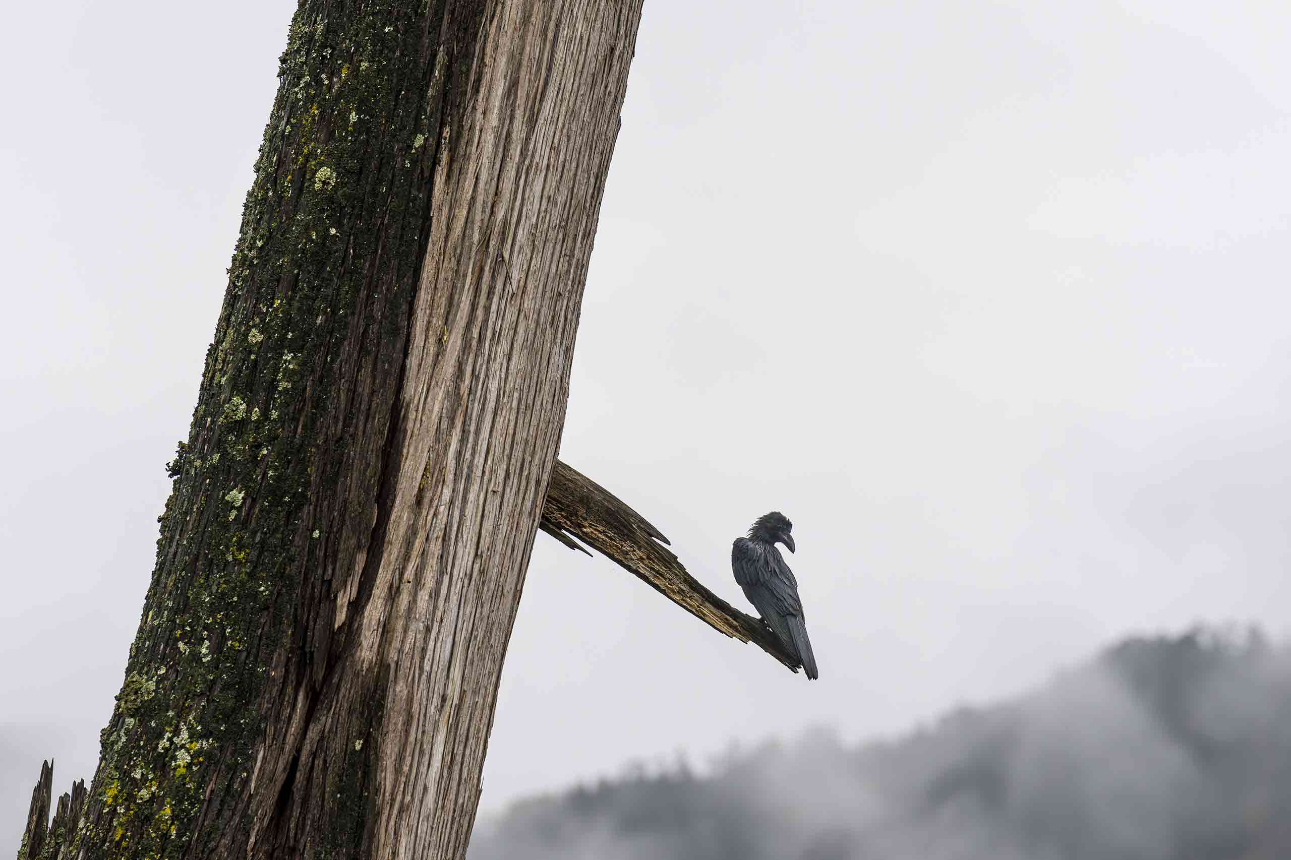 birdwatching10