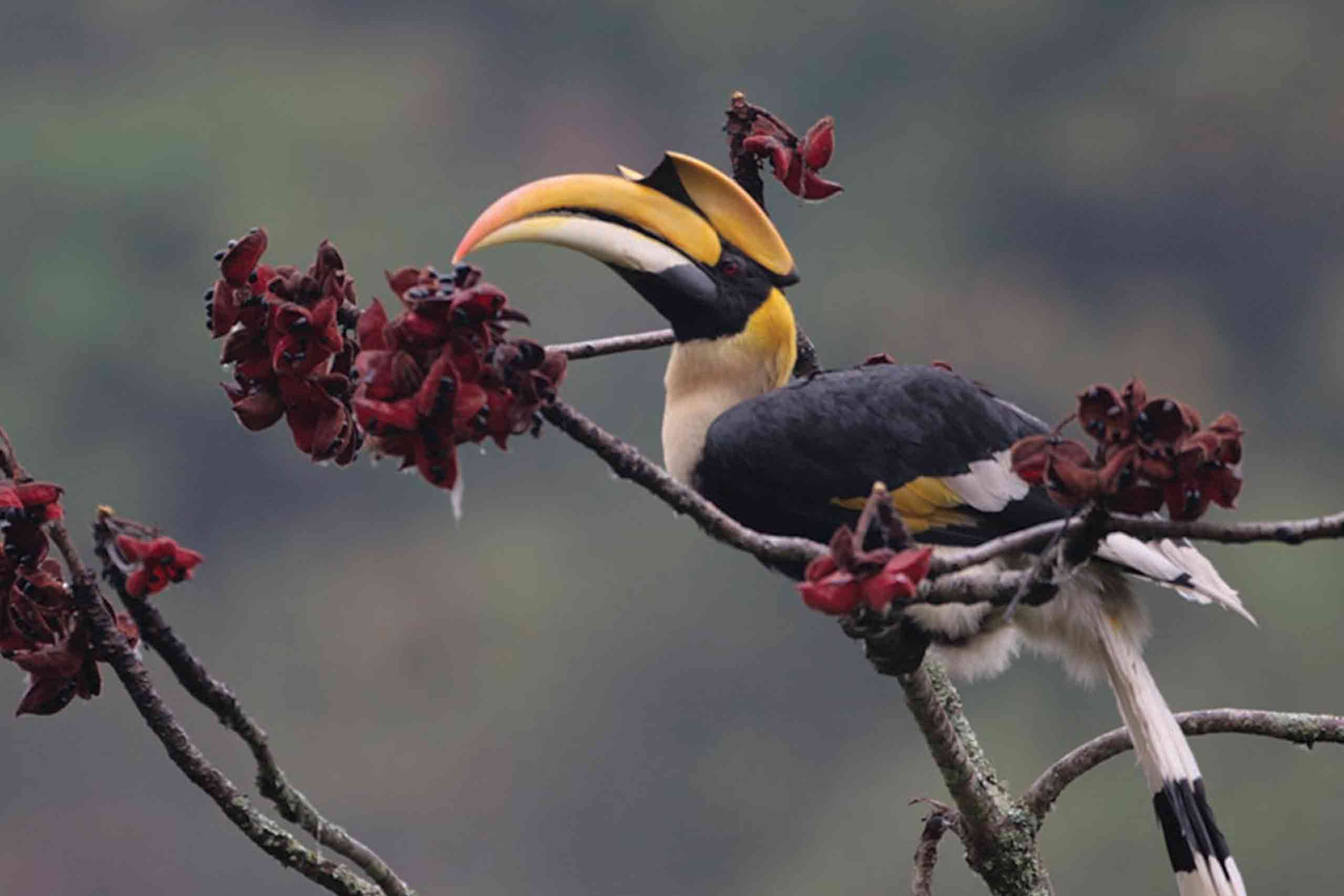 birdwatching4