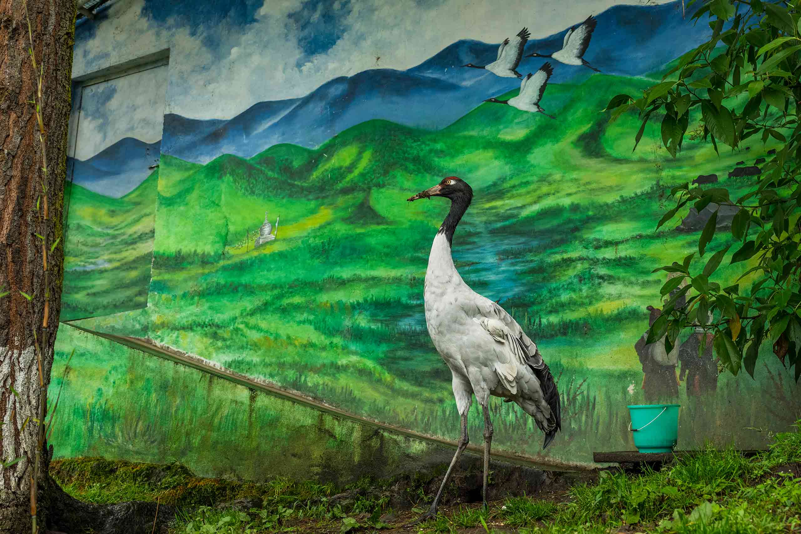 birdwatching5