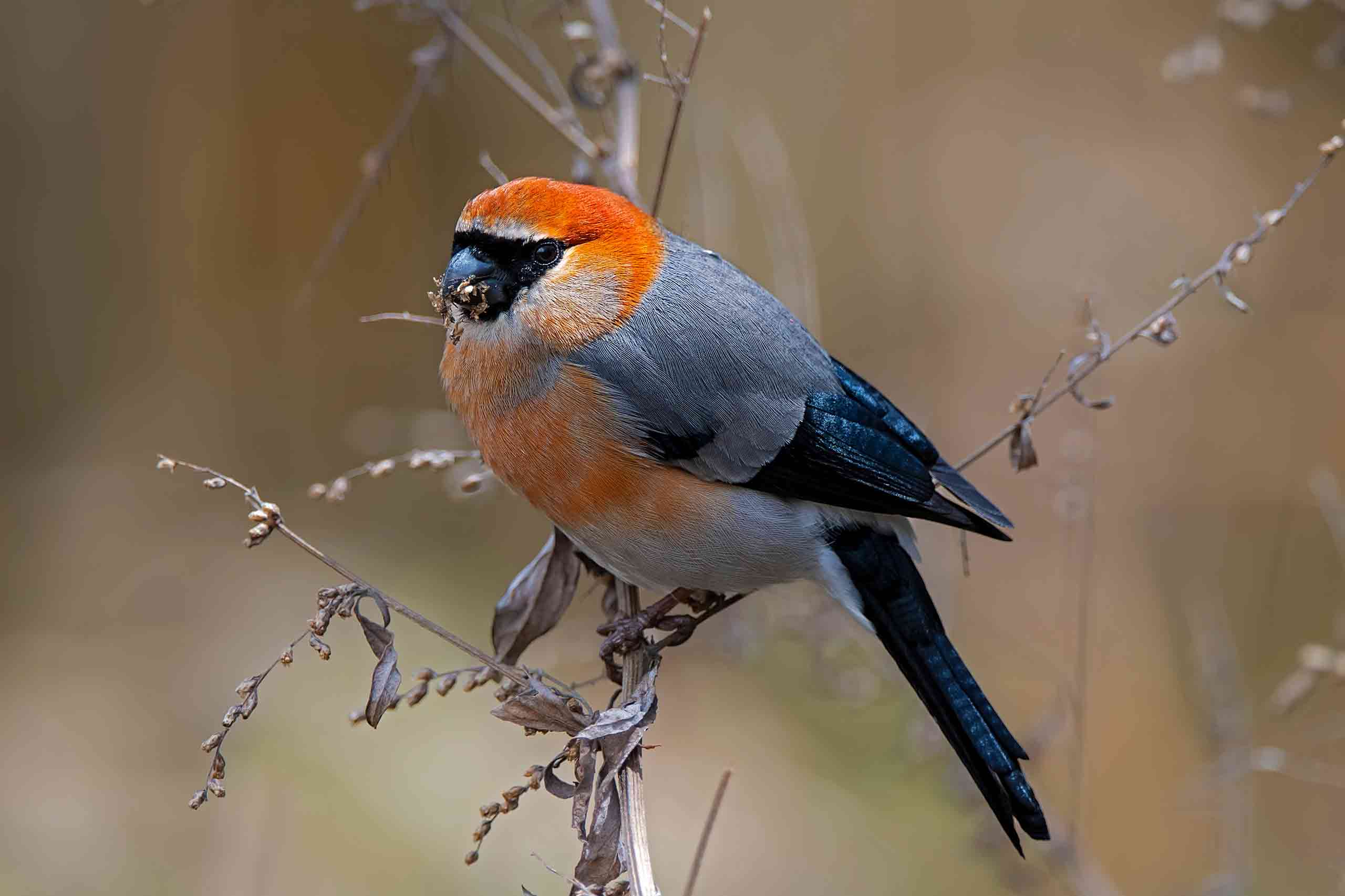 birdwatching6