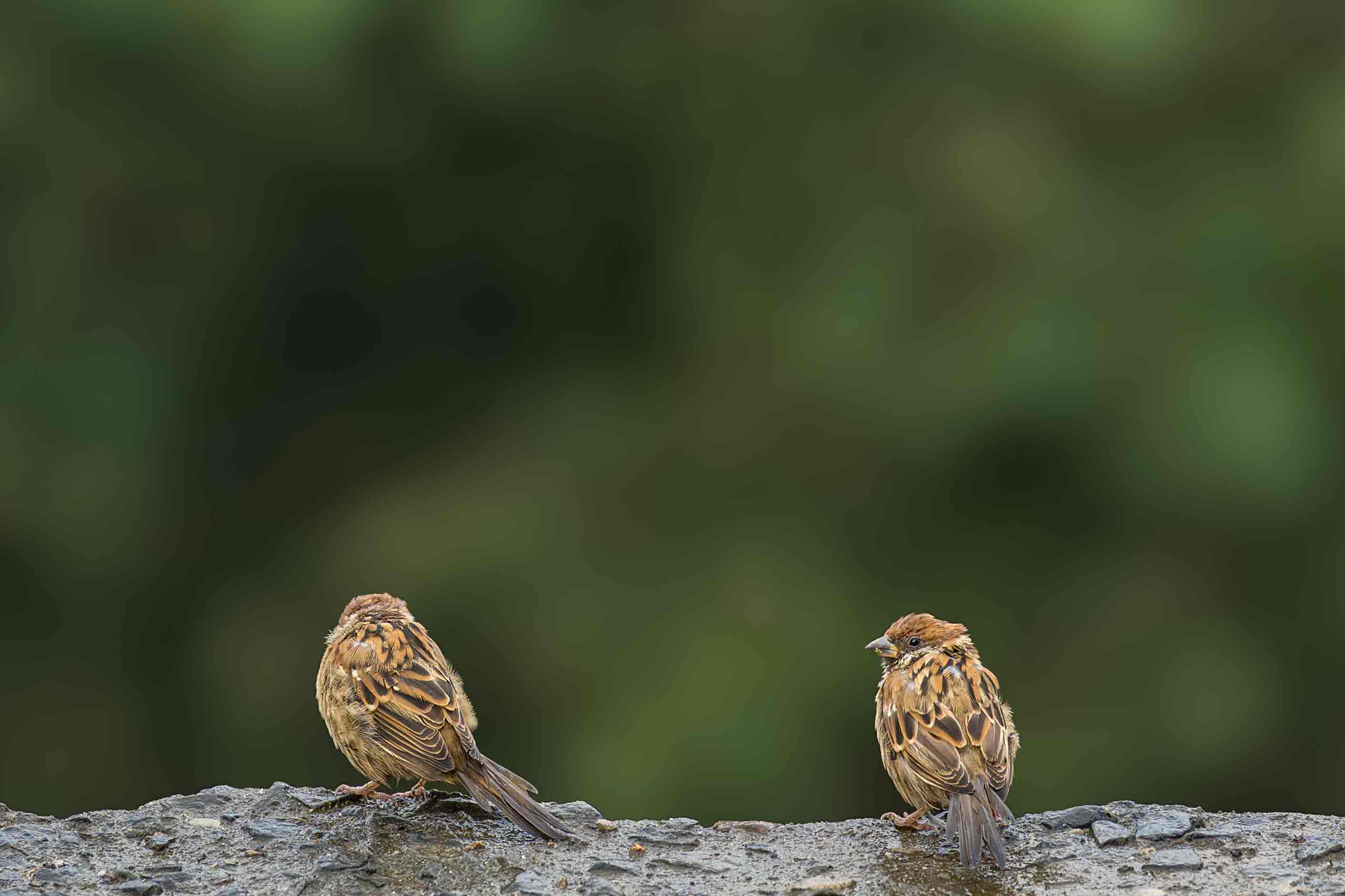 sparrow