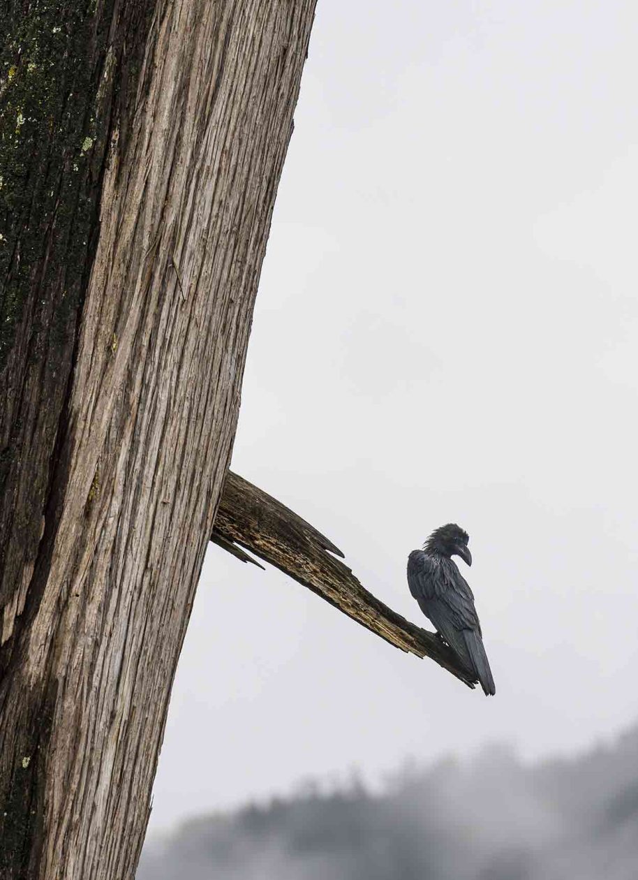 birdwatching10
