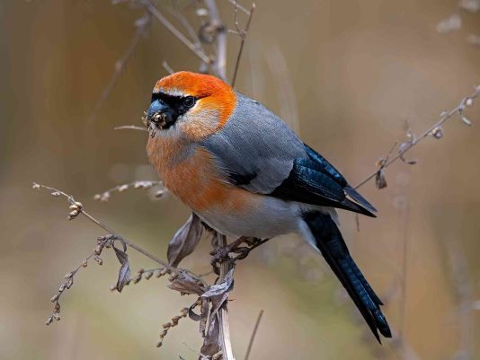 birdwatching6